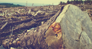 Deforestation Loss