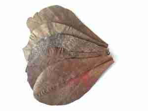 ketapang leaves
