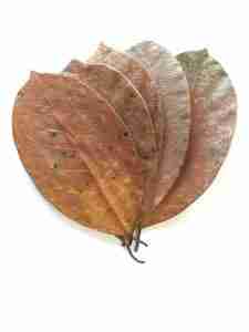 Jackfruit Katahal Leaves