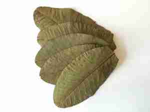 guava leaves