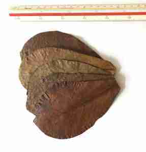 ketapang leaves