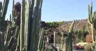 giant cactus