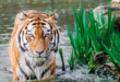 Tiger in water near plants
