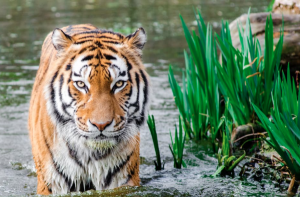 Tiger in water near plants