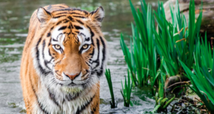 Tiger in water near plants