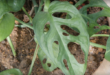 Monstera obliqua Jonathan Hiew