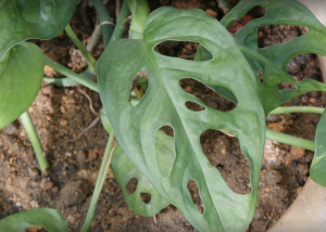 Monstera obliqua Jonathan Hiew