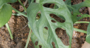 Monstera obliqua Jonathan Hiew