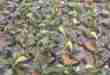 bucephalandra cultivation