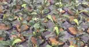 bucephalandra cultivation