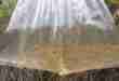 Wild Caught Ornamental Fish