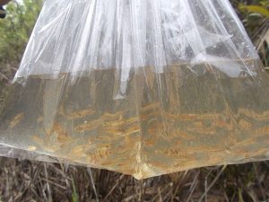 Wild Caught Ornamental Fish