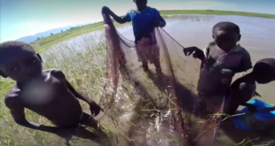 Hans van Heusden netting fish in Lake Rukwa, Tanzania.
