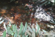 Rhaphidophora beccarii and possibly some sort of  Cyperaceae.  Submerged there is barclaya