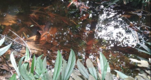 Rhaphidophora beccarii and possibly some sort of  Cyperaceae.  Submerged there is barclaya