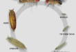 Fruit Fly Culture Development