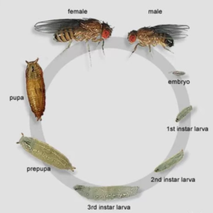 Fruit Fly Culture Development