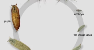 Fruit Fly Culture Development