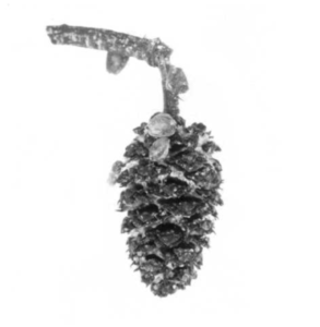 Alder cones