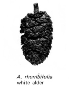 Alder cones