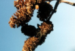 Alder cones