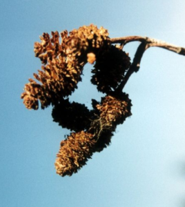 Alder cones