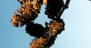 Alder cones