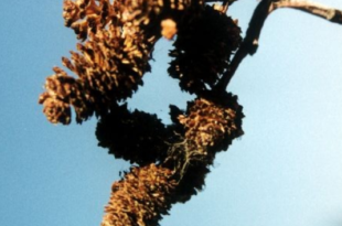 Alder cones