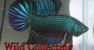 Wild Betta