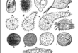 Variety of Infusoria
