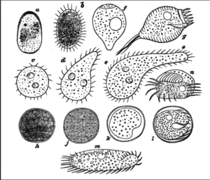 Variety of Infusoria