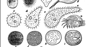 Variety of Infusoria