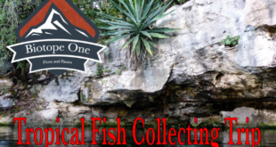 Hobbyist Collecting Trip