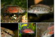 Badis assamensis of India