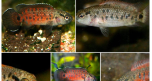 Badis assamensis of India