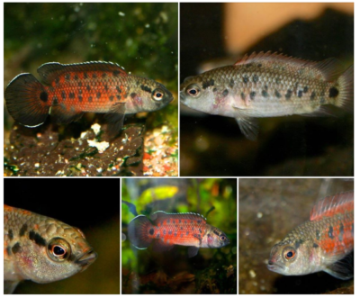 Badis assamensis of India