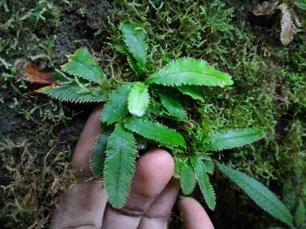 Biotope of East Kalimantan, Indonesia