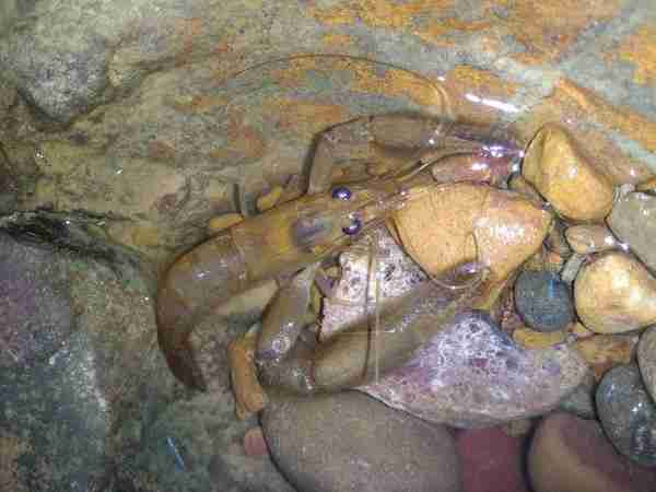 Biotope of East Kalimantan, Indonesia