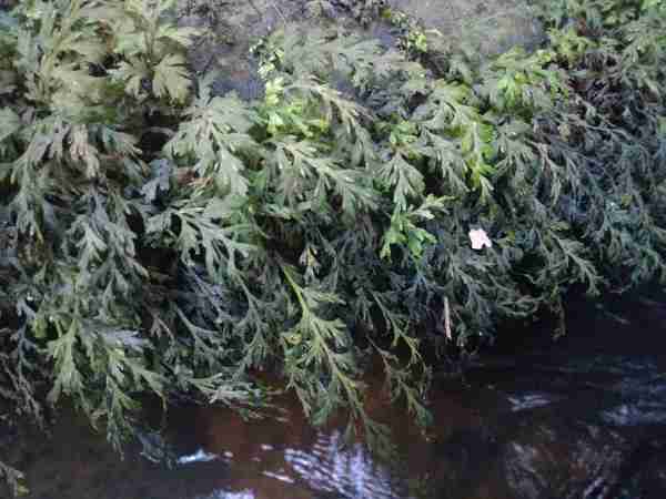 Biotope of East Kalimantan, Indonesia