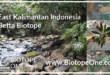 east-kalimantan-indonesia-biotope-betta