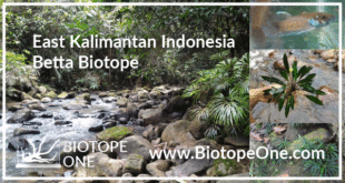 east-kalimantan-indonesia-biotope-betta