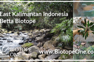east-kalimantan-indonesia-biotope-betta