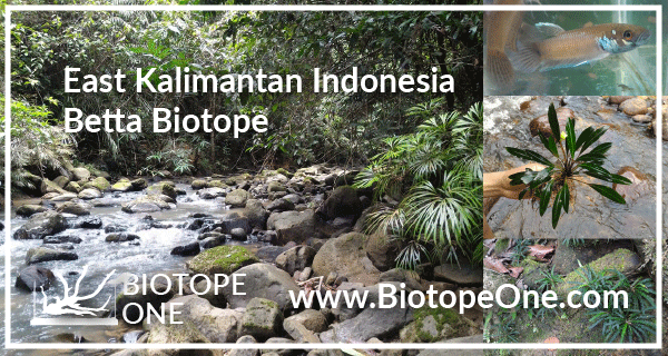 east-kalimantan-indonesia-biotope-betta