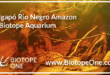 Igapo Rio Negro Amazon Biotope Aquarium
