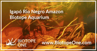 Igapo Rio Negro Amazon Biotope Aquarium