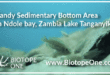 Sandy Sedimentary Bottom Area in Ndole bay, Zambia Lake Tanganyika