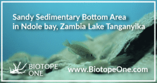 Sandy Sedimentary Bottom Area in Ndole bay, Zambia Lake Tanganyika