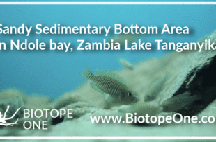 Sandy Sedimentary Bottom Area in Ndole bay, Zambia Lake Tanganyika