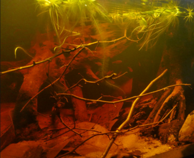 Blackwater Rio Negro Biotope - Benjamin Weidner