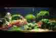 Aquascape